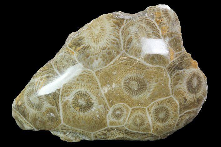 Polished Fossil Coral (Actinocyathus) - Morocco #100630
